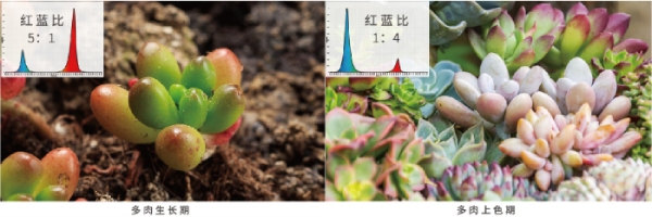 多肉（ròu）的紅藍光配（pèi）比