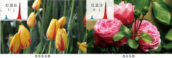 花（huā）期的紅藍光配（pèi）比