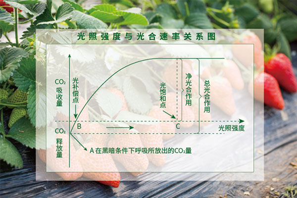 光照度與（yǔ）光（guāng）合速率關係圖（tú）