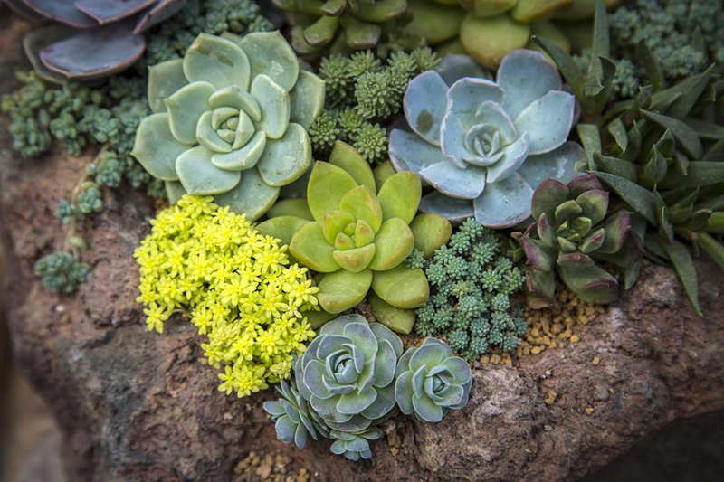 植物生（shēng）長燈