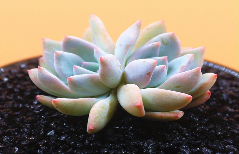 植物（wù）生長燈